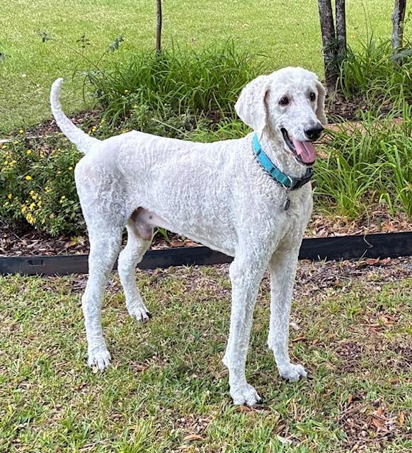 Oliver, a Adopted Standard Poodle in Pensacola, FL image 2/4