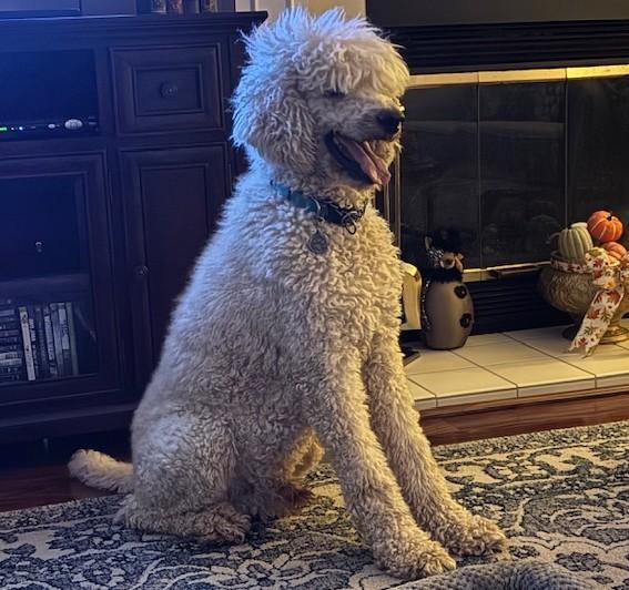 Oliver, a Adopted Standard Poodle in Pensacola, FL image 3/4