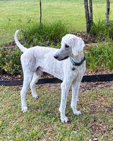 Oliver, a Adopted Standard Poodle in Pensacola, FL image 4/4
