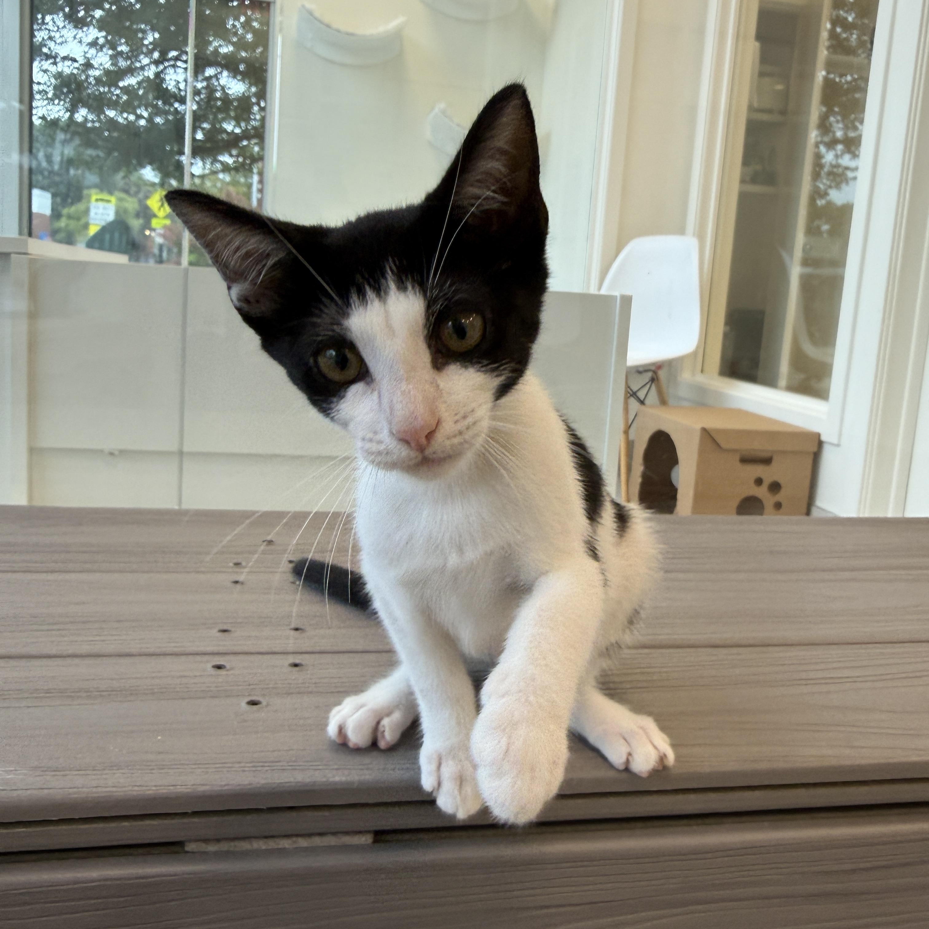 Enlarge Mary Jo, a Adoptable Domestic Short Hair in Evanston, IL image 1/2