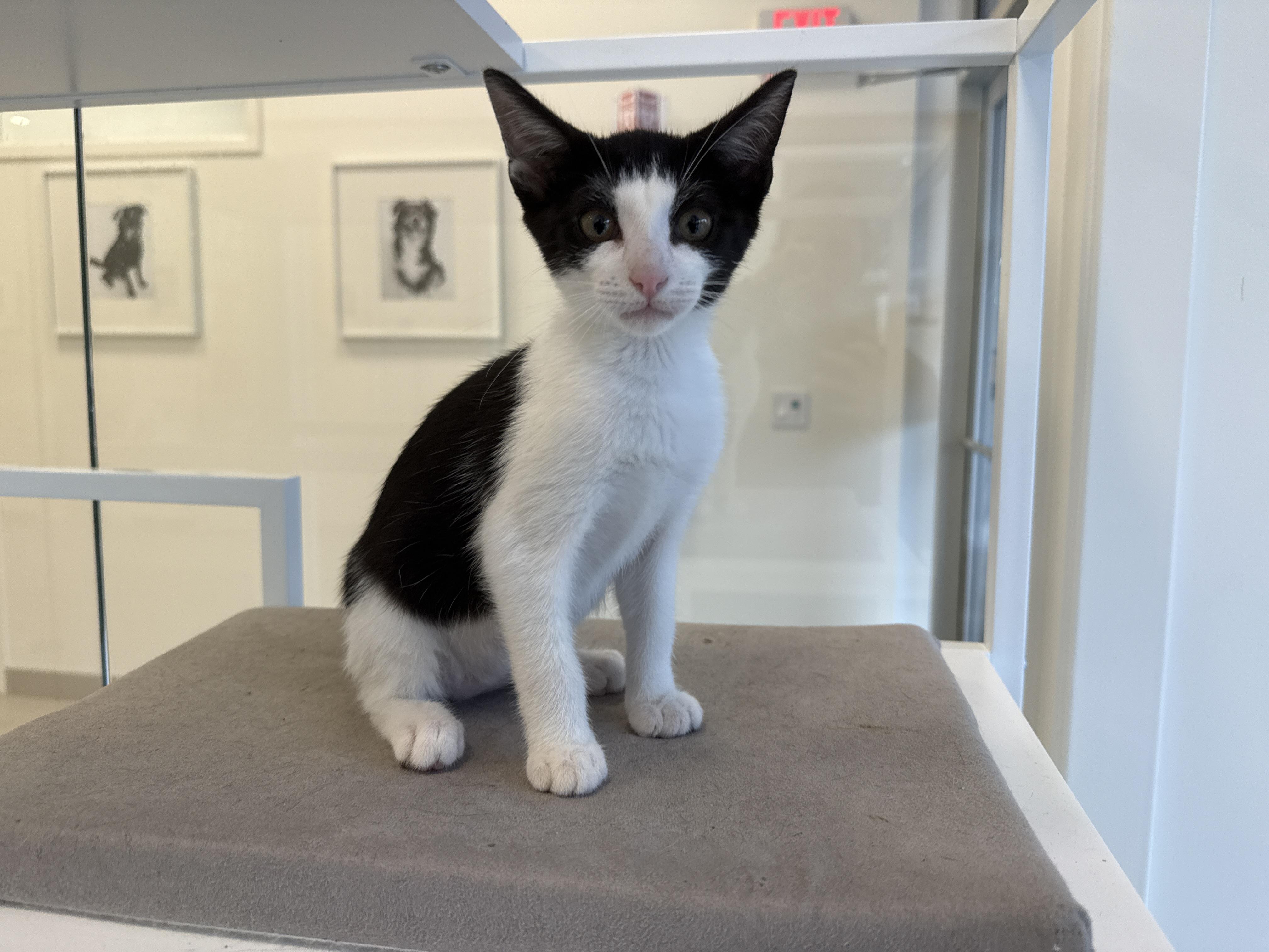 Enlarge Mary Jo, a Adoptable Domestic Short Hair in Evanston, IL image 2/2
