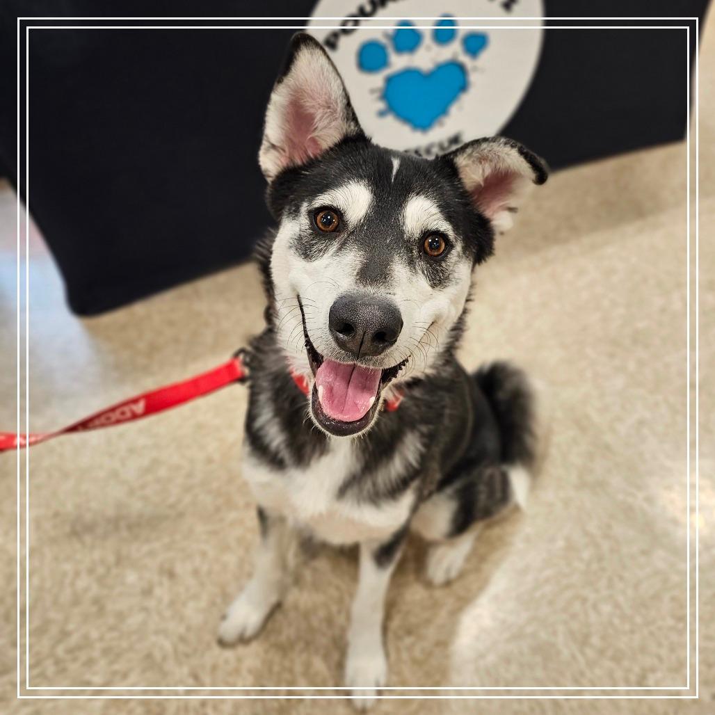 Hope, a Adoptable Husky in Chandler, AZ image 1/6