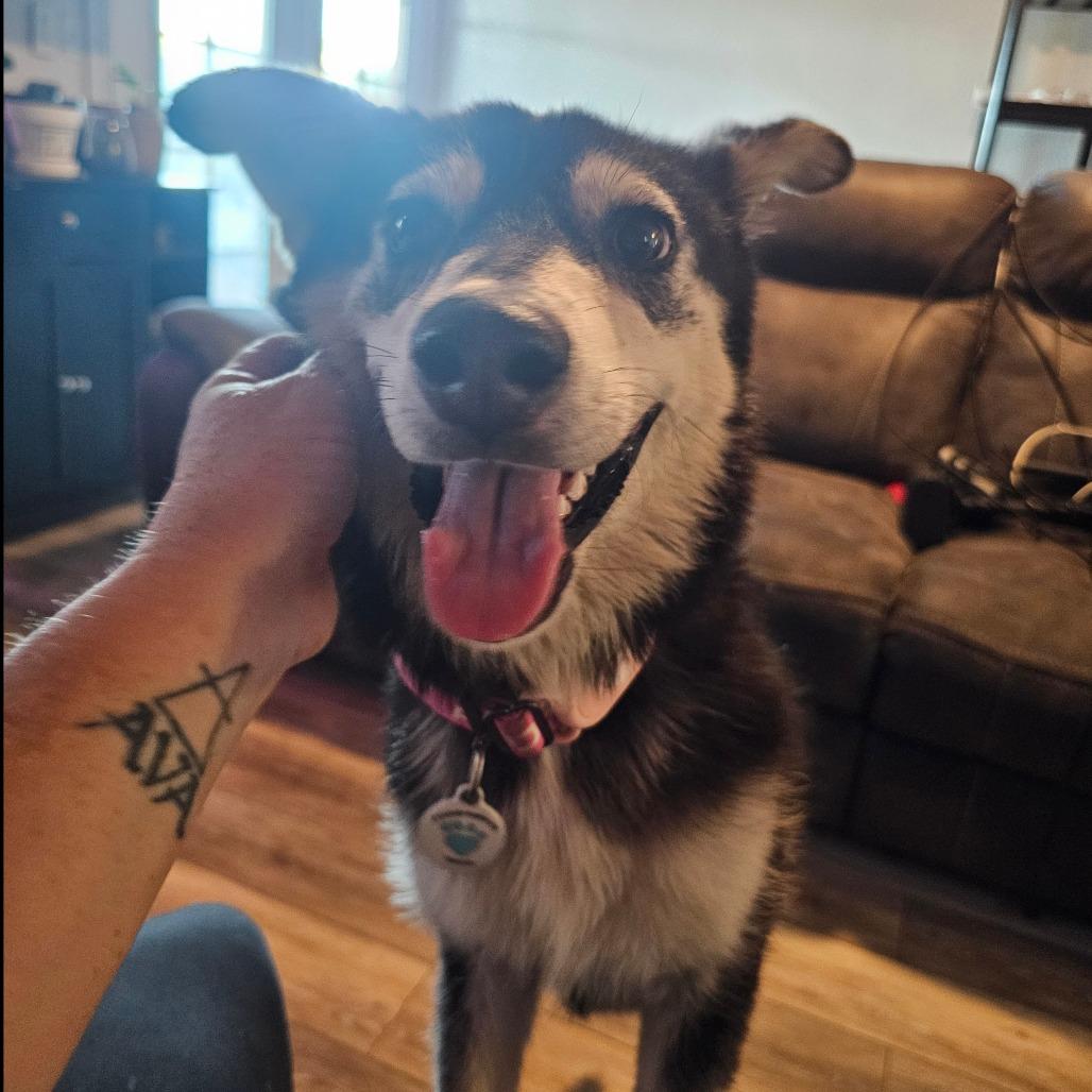 Hope, a Adoptable Husky in Chandler, AZ image 2/6