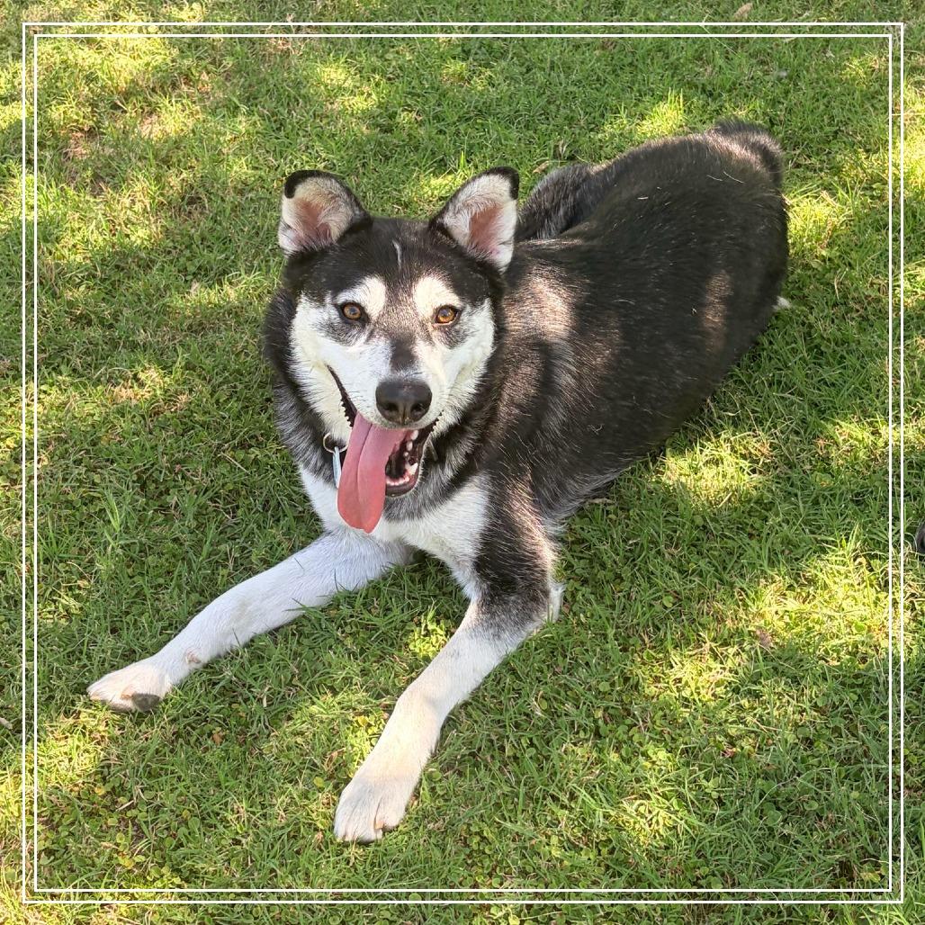 Hope, a Adoptable Husky in Chandler, AZ image 5/6
