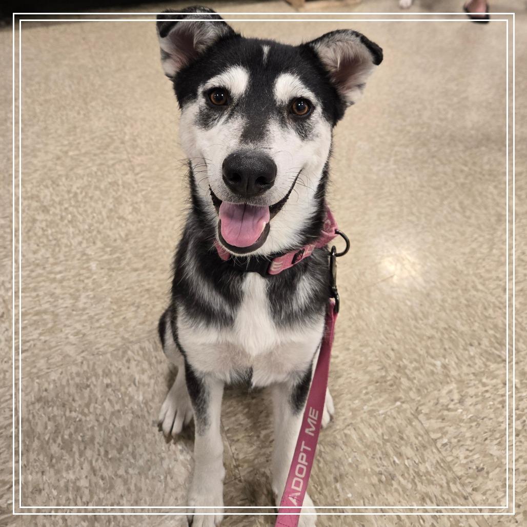 Hope, a Adoptable Husky in Chandler, AZ image 6/6