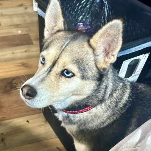 Tina, Adoptable, Adult Female Husky.