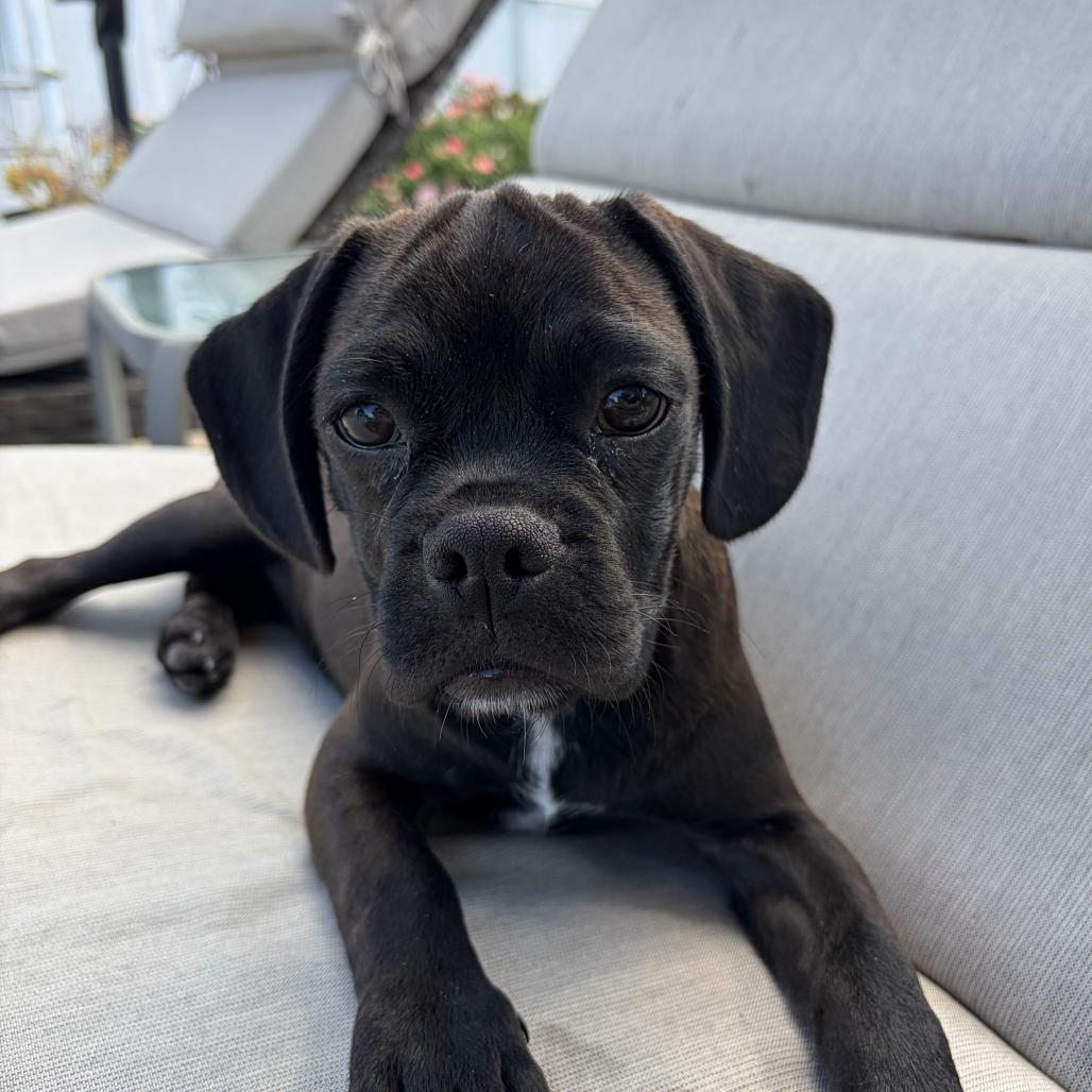 Junie, Adoptable, Puppy Female Pug & Beagle.
