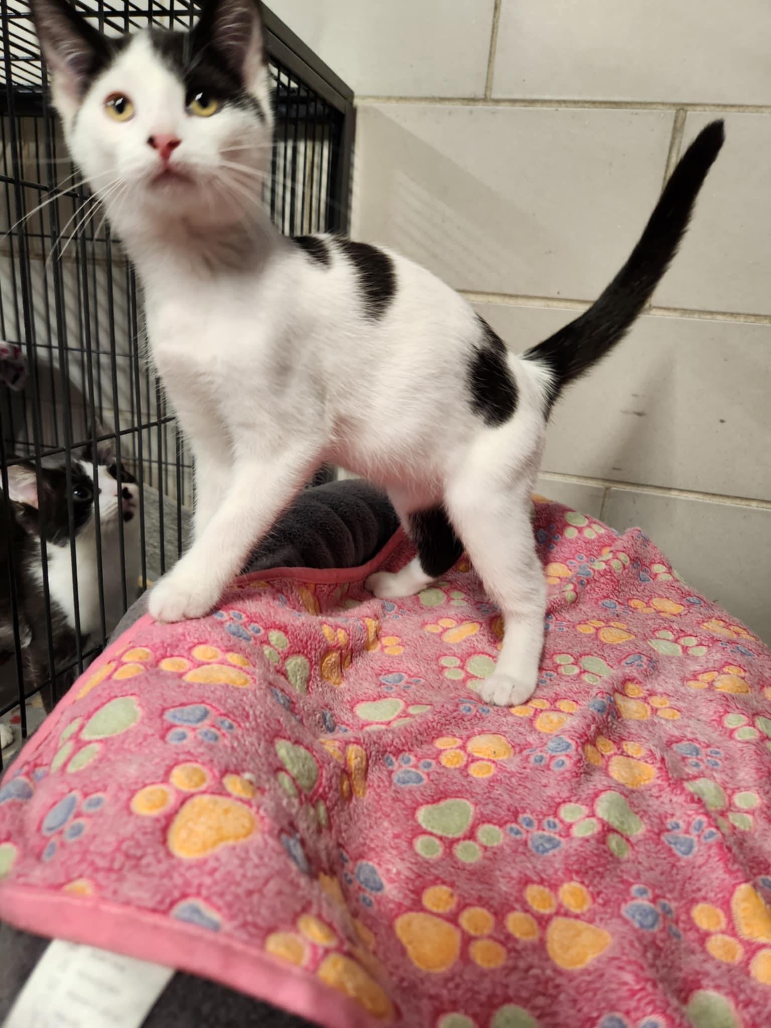 Enlarge Daisy, a Adoptable Domestic Short Hair in Caro, MI image 2/3