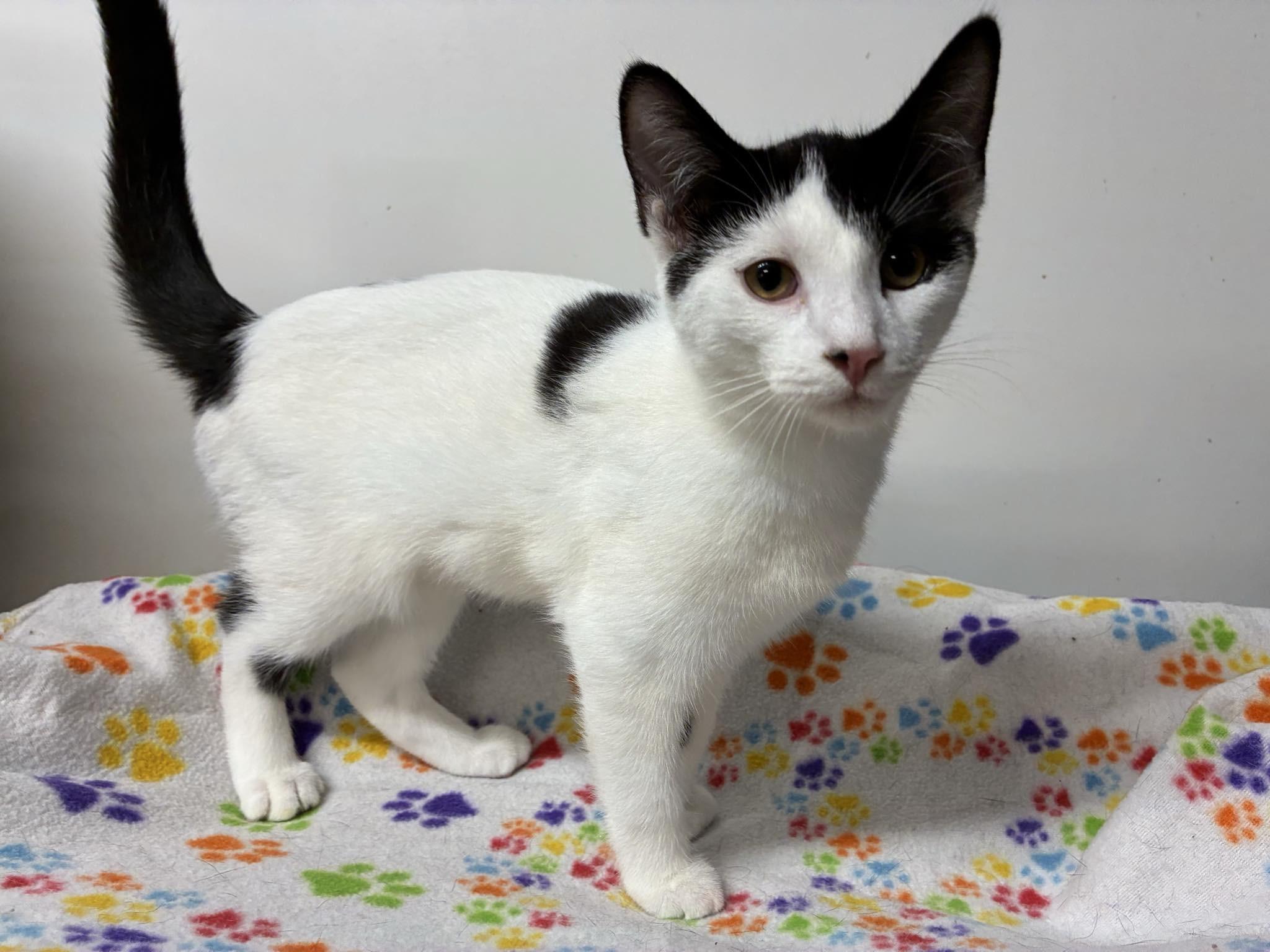 Enlarge Daisy, a Adoptable Domestic Short Hair in Caro, MI image 1/3