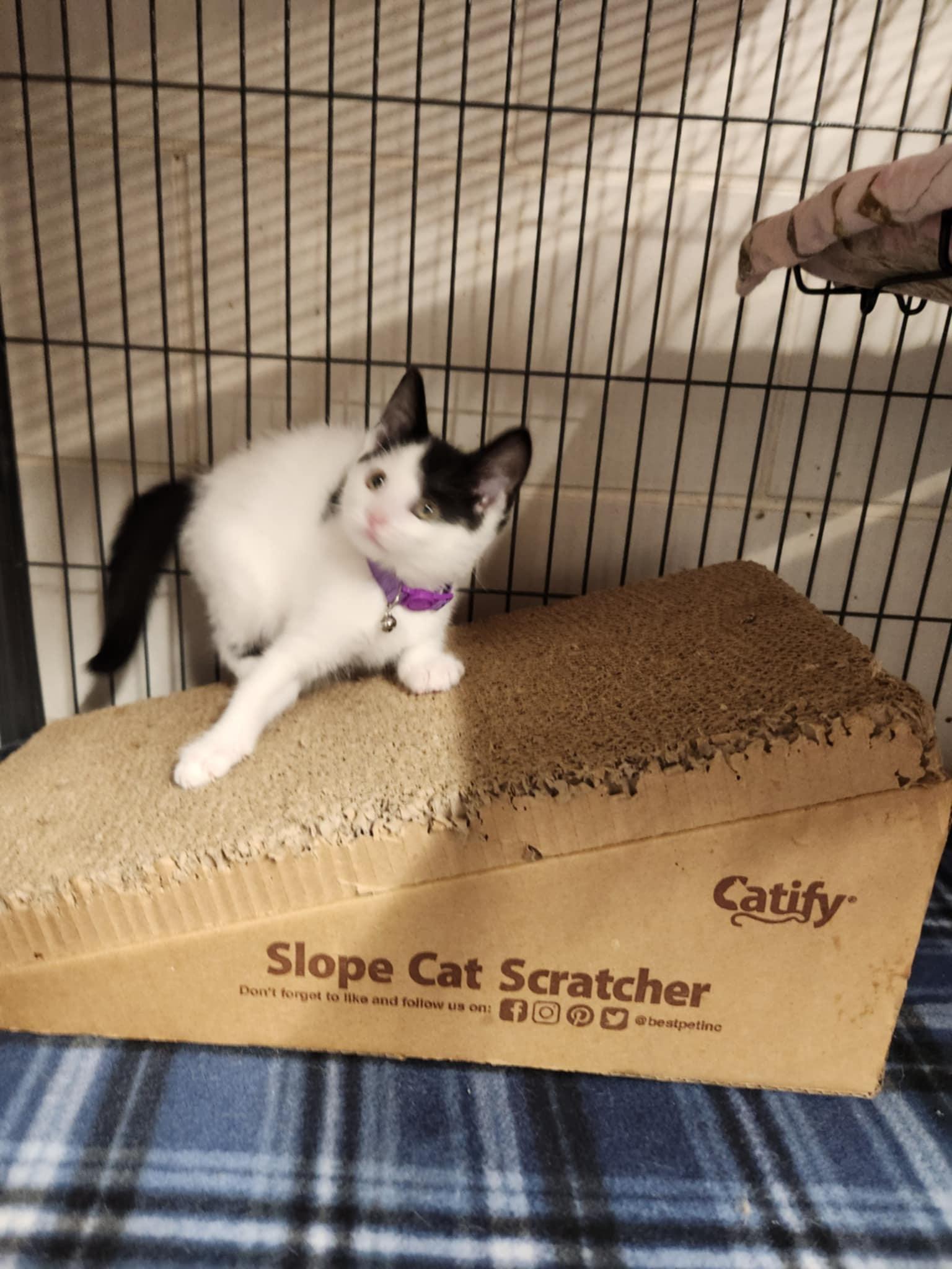 Enlarge Daisy, a Adoptable Domestic Short Hair in Caro, MI image 3/3