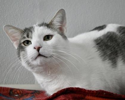 Newman, Adoptable, Adult Male Domestic Short Hair.