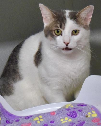 Enlarge Newman, a Adoptable Domestic Short Hair in West Seneca, NY image 1/3