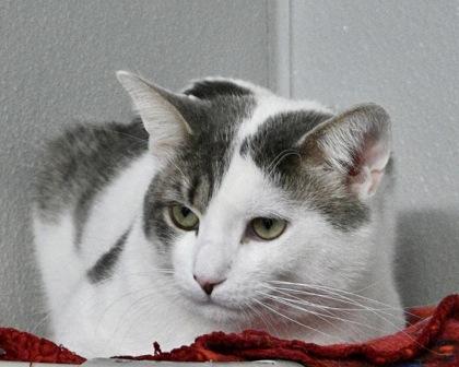 Enlarge Newman, a Adoptable Domestic Short Hair in West Seneca, NY image 2/3