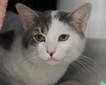 Youkie, a Adoptable Domestic Short Hair in West Seneca, NY image 1/3