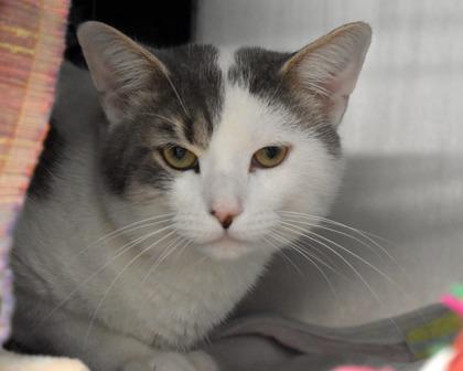 Youkie, a Adoptable Domestic Short Hair in West Seneca, NY image 2/3