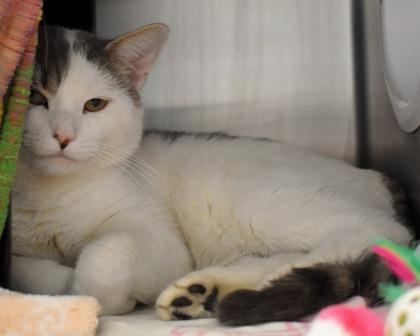 Youkie, a Adoptable Domestic Short Hair in West Seneca, NY image 3/3