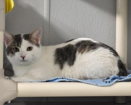 Enlarge Newman, a Adoptable Domestic Short Hair in West Seneca, NY image 2/3