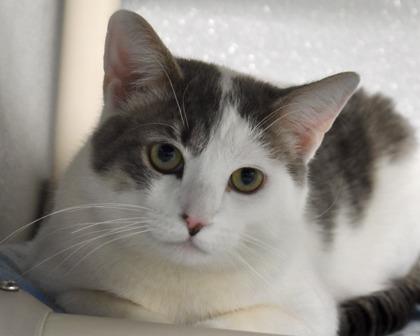 Enlarge Newman, a Adoptable Domestic Short Hair in West Seneca, NY image 3/3