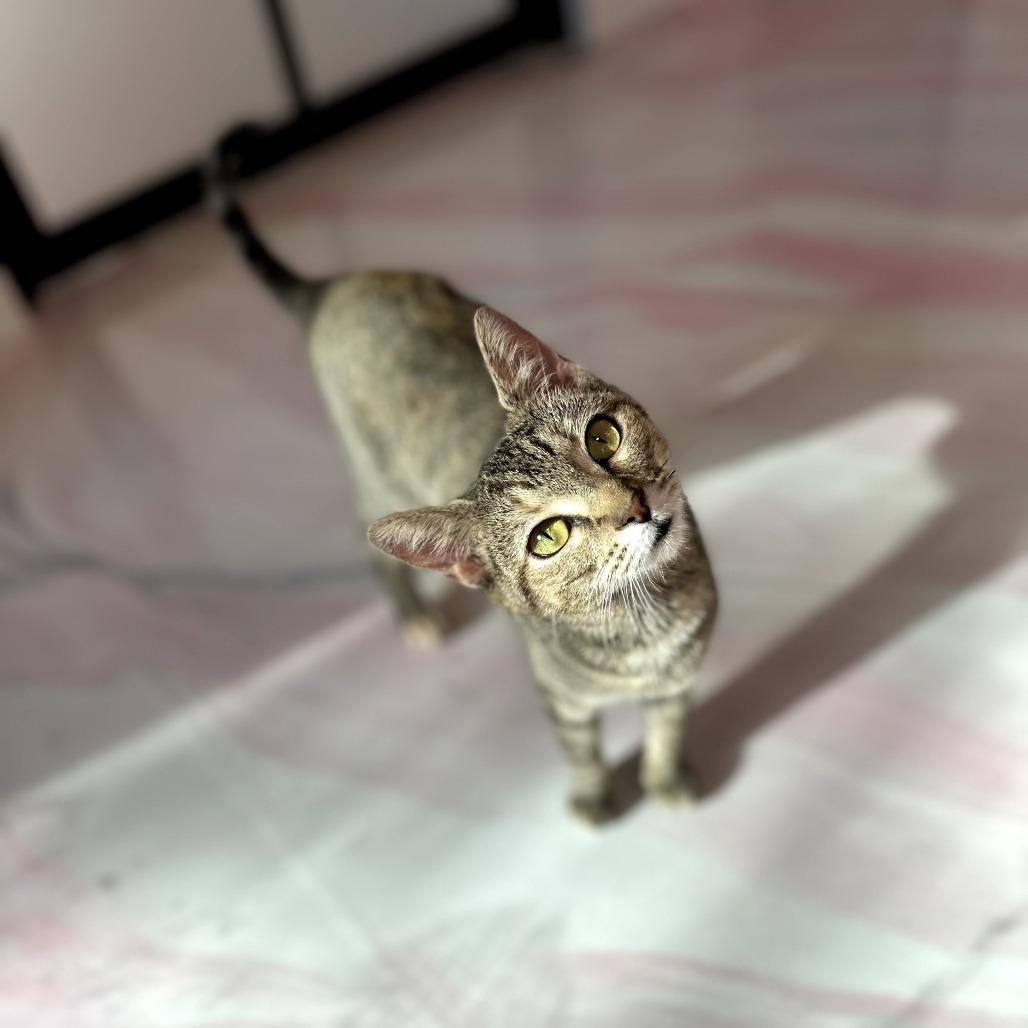 Tildie, Adoptable, Young Female Domestic Short Hair.