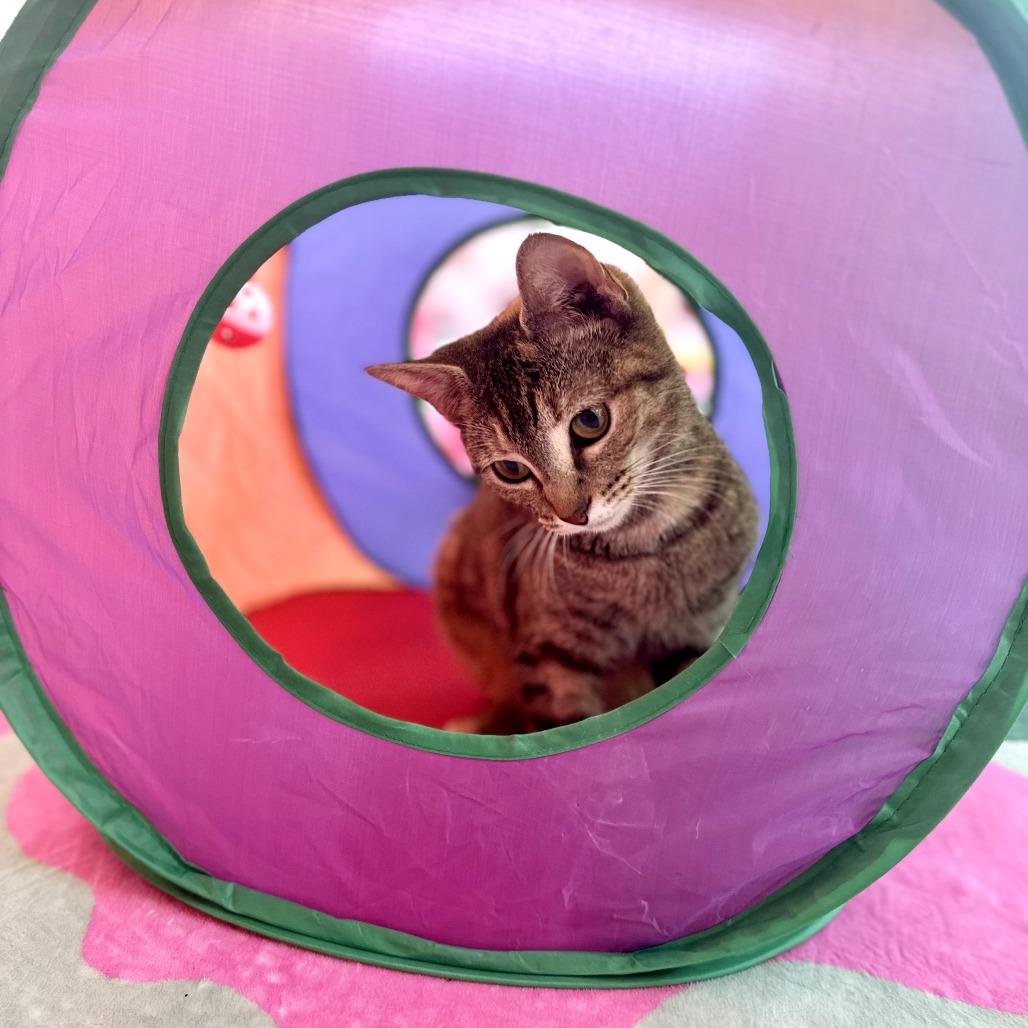 Tildie, a Adoptable Domestic Short Hair in Forest Park, IL image 2/6