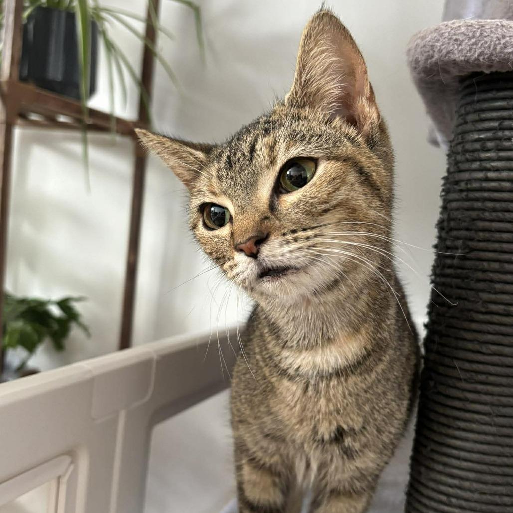 Tildie, a Adoptable Domestic Short Hair in Forest Park, IL image 3/6