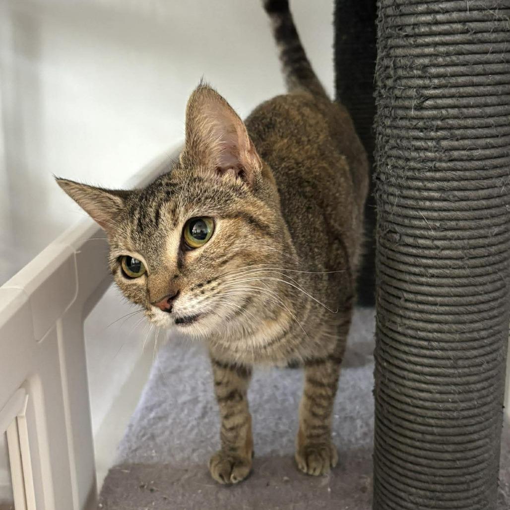 Tildie, a Adoptable Domestic Short Hair in Forest Park, IL image 4/6