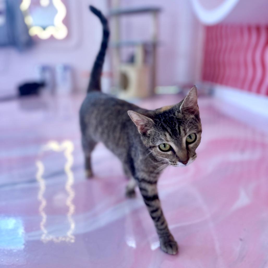 Tildie, a Adoptable Domestic Short Hair in Forest Park, IL image 5/6