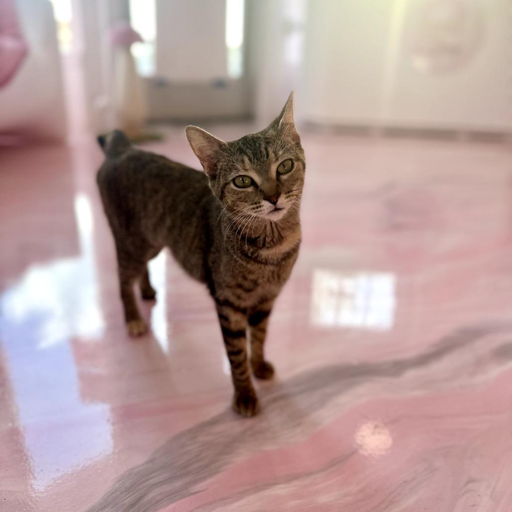 Tildie, a Adoptable Domestic Short Hair in Forest Park, IL image 6/6