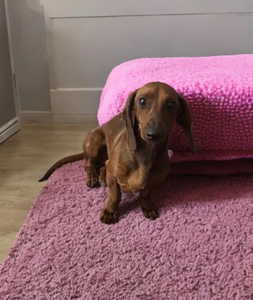 Enlarge Maisey, an adopted Dachshund in San Antonio, TX image 2/4