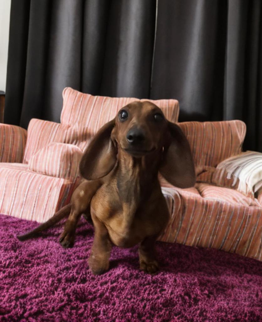 Enlarge Maisey, an adopted Dachshund in San Antonio, TX image 3/4