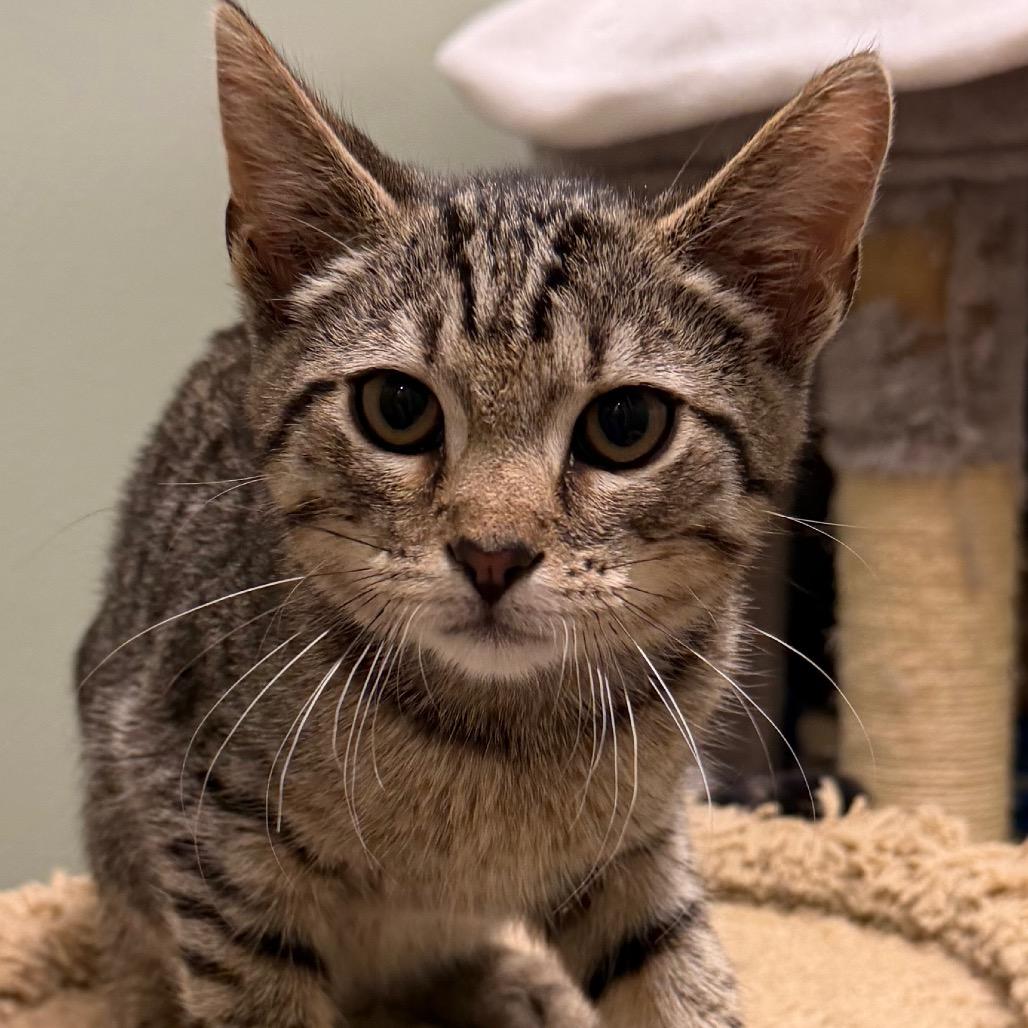 Lake, a Adoptable Domestic Short Hair in Middlebury, VT image 1/2