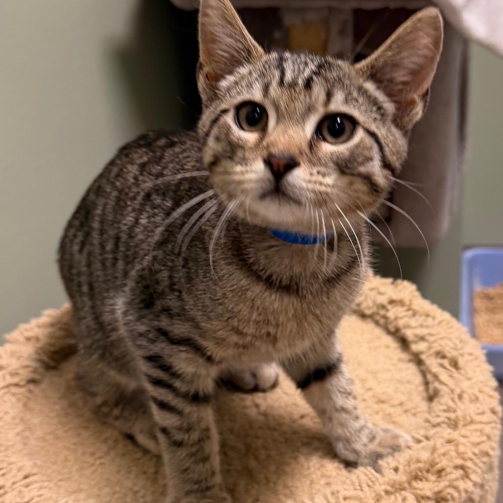 Lake, a Adoptable Domestic Short Hair in Middlebury, VT image 2/2
