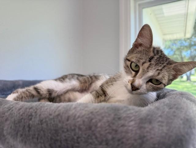 Bing, Young Female Domestic Short Hair