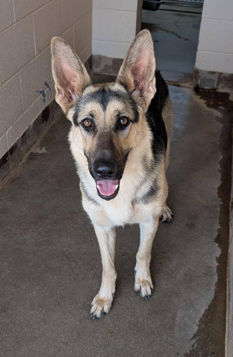 Lucy, Adopted, Adult Female German Shepherd Dog.