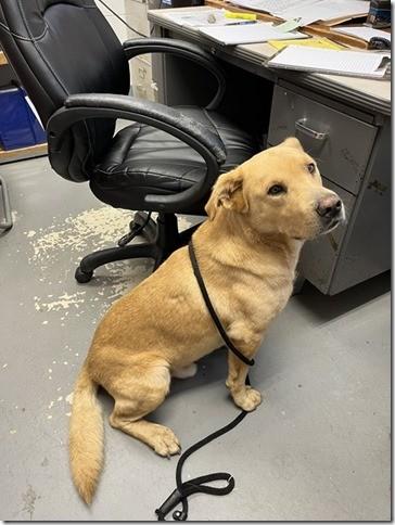 Dale Lived with Children and dogs Adorable Sweet Boy