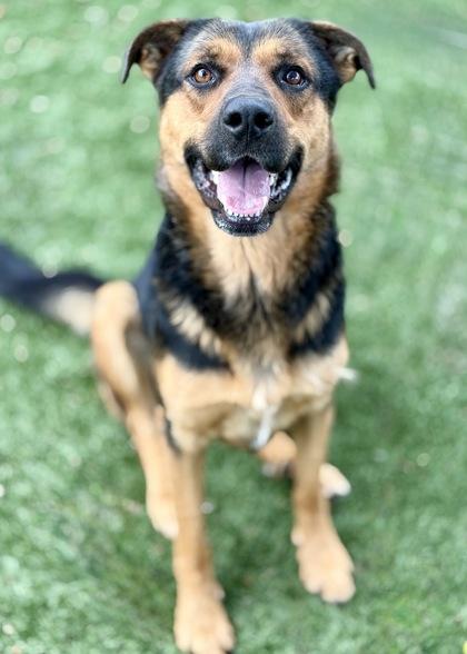 Sami, a Adoptable mixed breed in Red Bluff, CA image 2/3