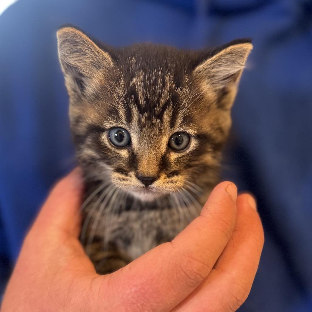 Friday, Adoptable, Young Male Domestic Short Hair.