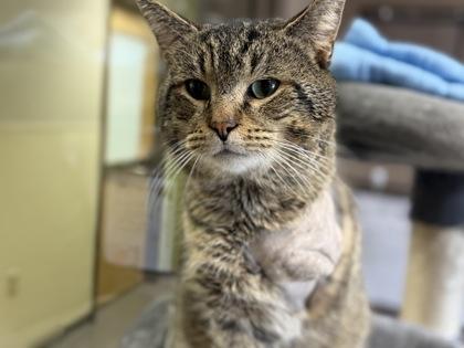 Gill, Adoptable, Adult Male Domestic Short Hair & Domestic Short Hair.