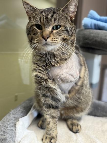 Enlarge Gill, a Adoptable mixed breed in Maumee, OH image 2/2