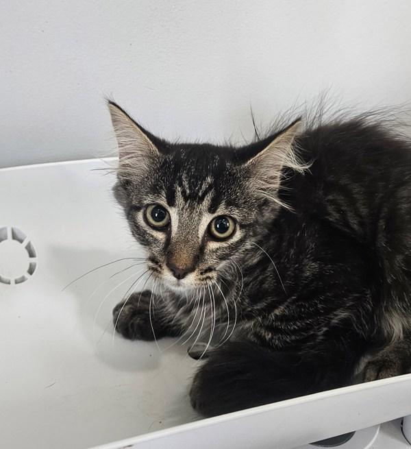 Bluestar, Adoptable, Kitten Male Domestic Medium Hair.