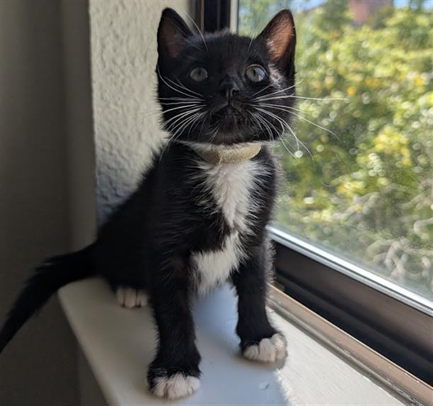 Enlarge BELNO LIGHT, a Adoptable Domestic Short Hair in Santa Clara, CA image 1/1