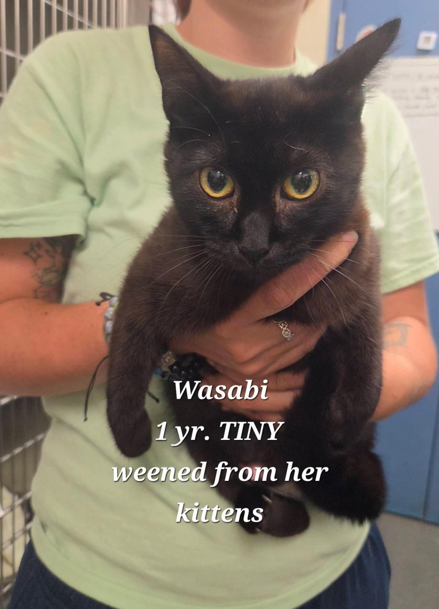 Wasabi, ADOPTABLE, Adult Female Domestic Short Hair.