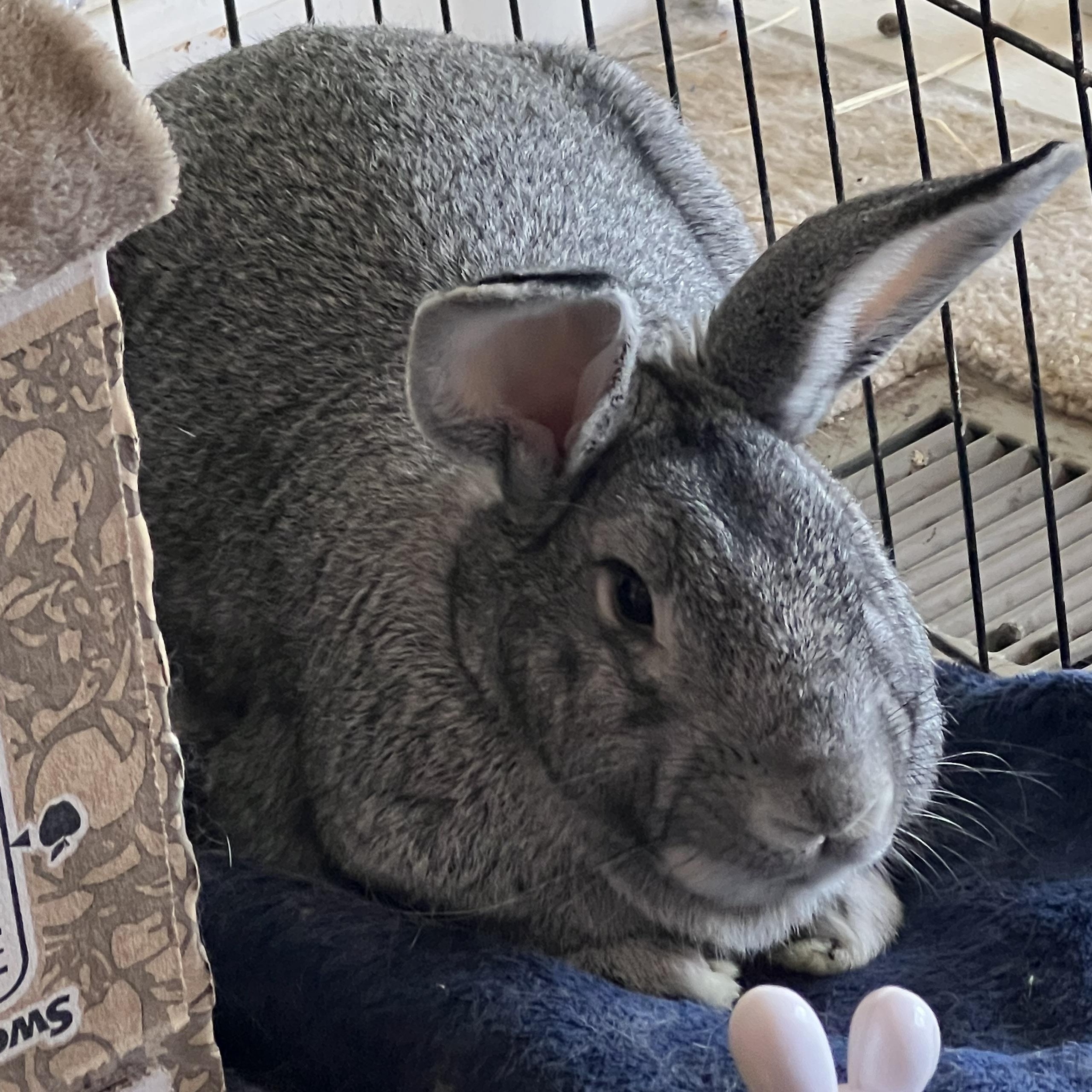 Enlarge Bradley, a Adoptable mixed breed in Huntsville, AL image 2/5