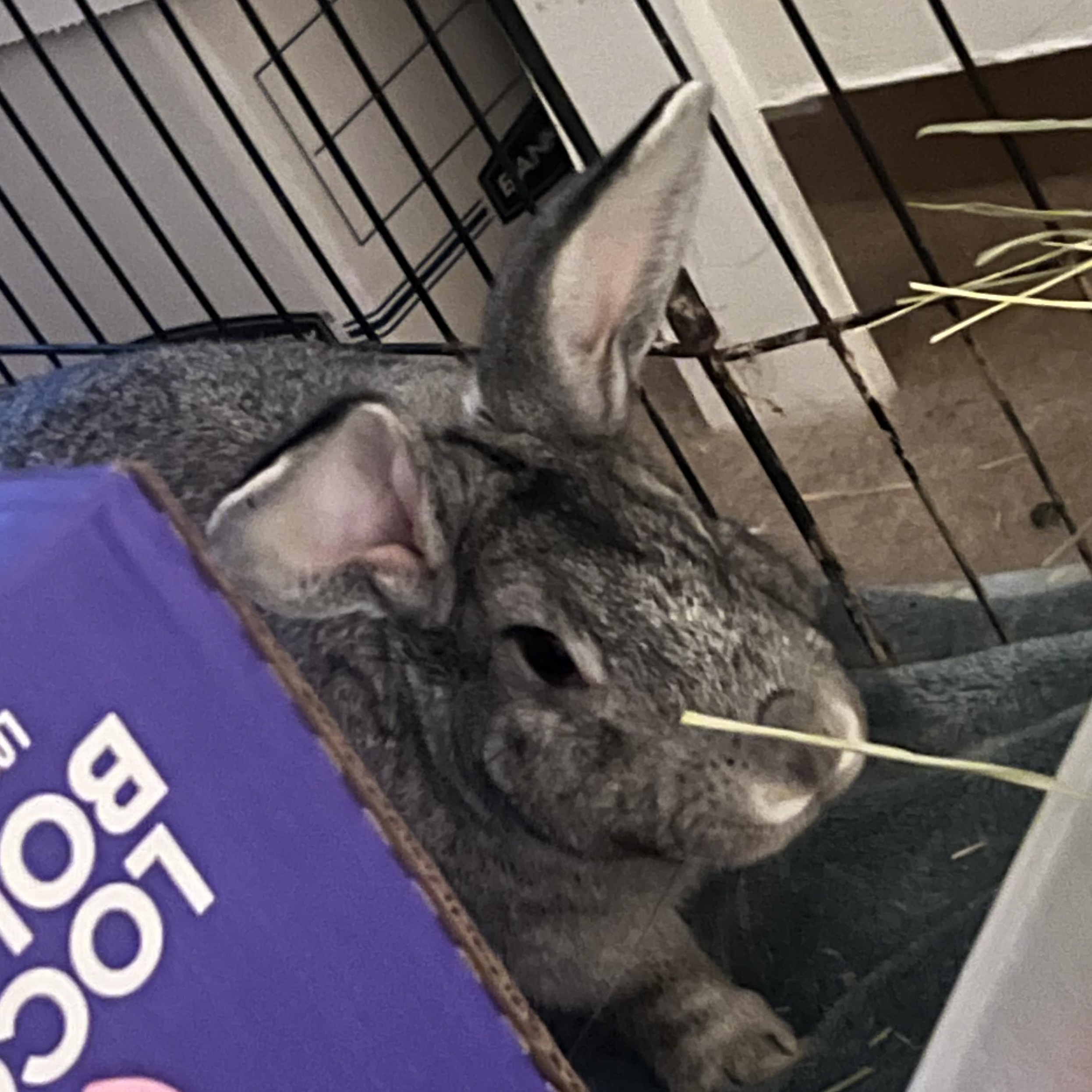 Enlarge Bradley, a Adoptable mixed breed in Huntsville, AL image 4/5