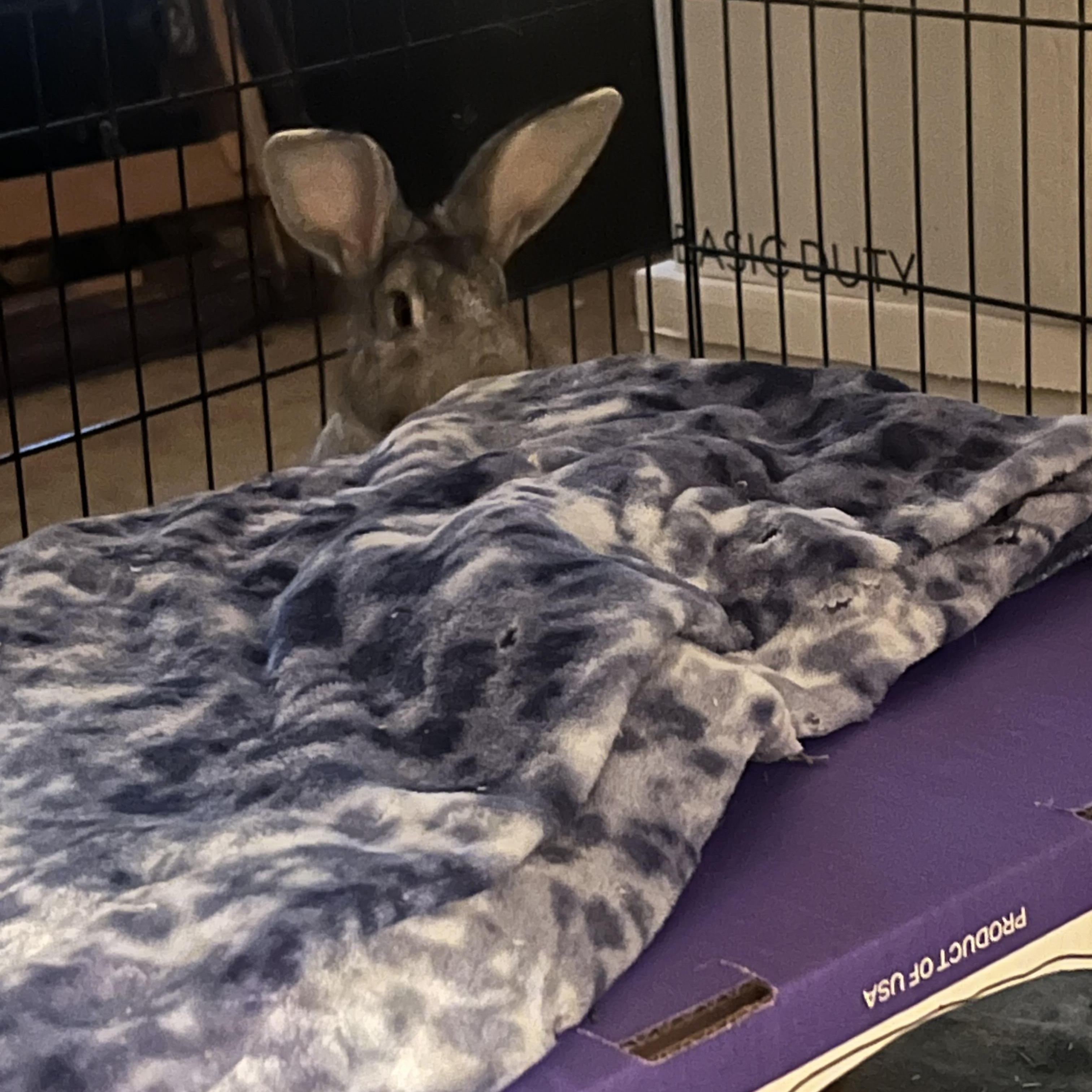 Enlarge Bradley, a Adoptable mixed breed in Huntsville, AL image 5/5