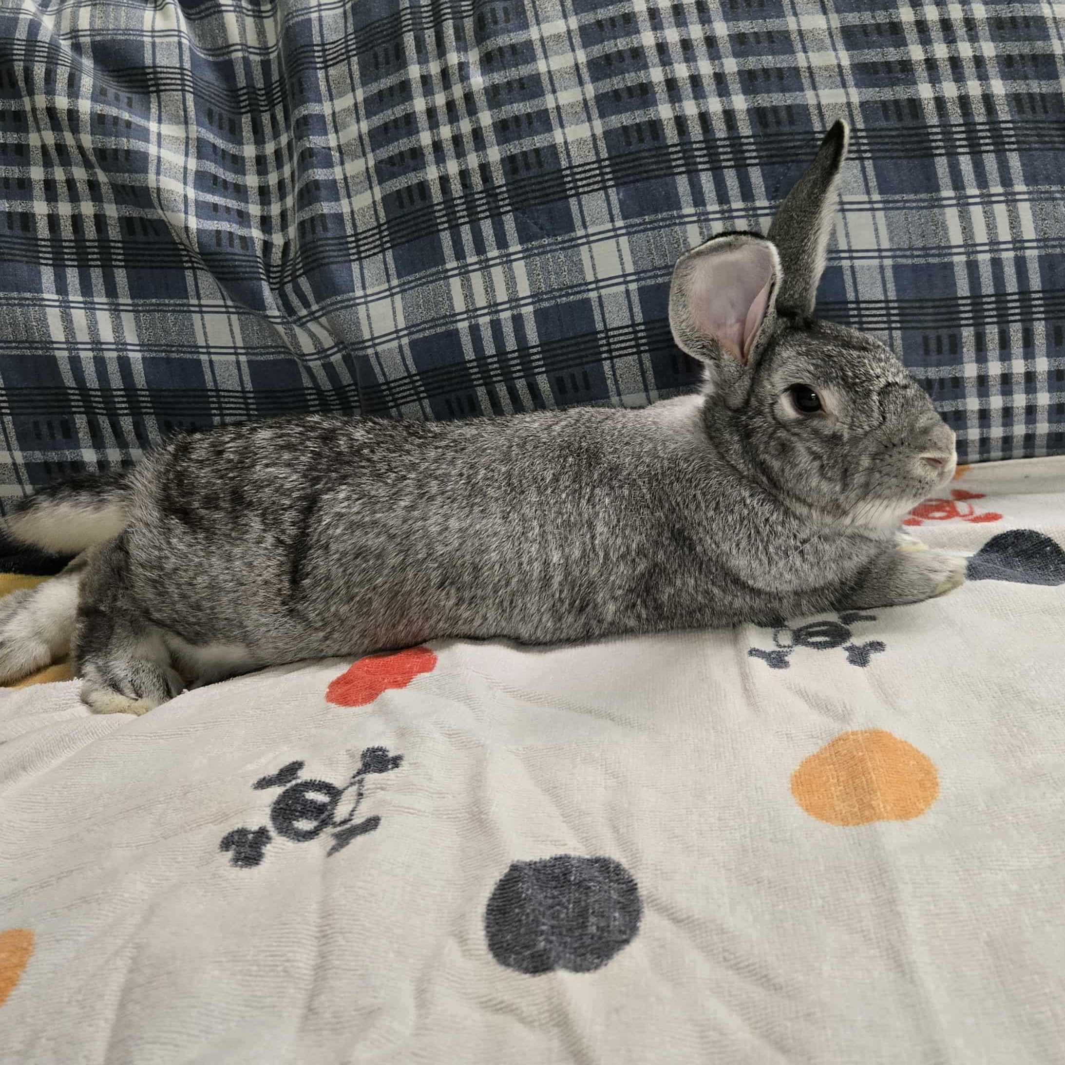 Bradley, Adoptable, Adult Male Chinchilla.