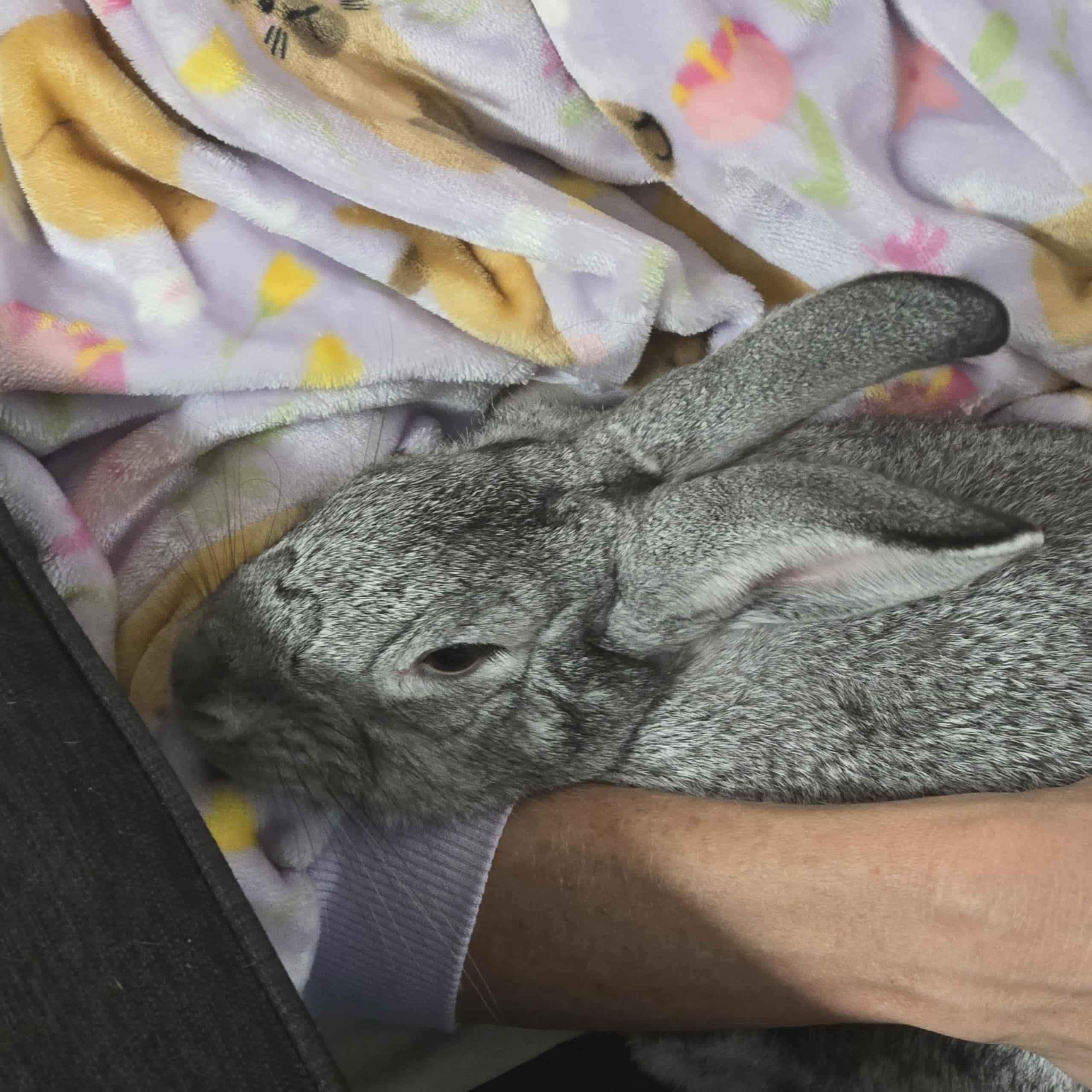 Enlarge Bradley, a Adoptable mixed breed in Huntsville, AL image 3/5