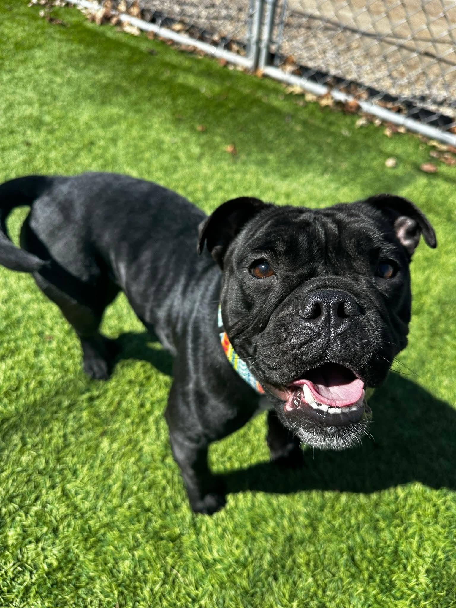 Chalotte, Adoptable, Young Female Pug & American Bully.