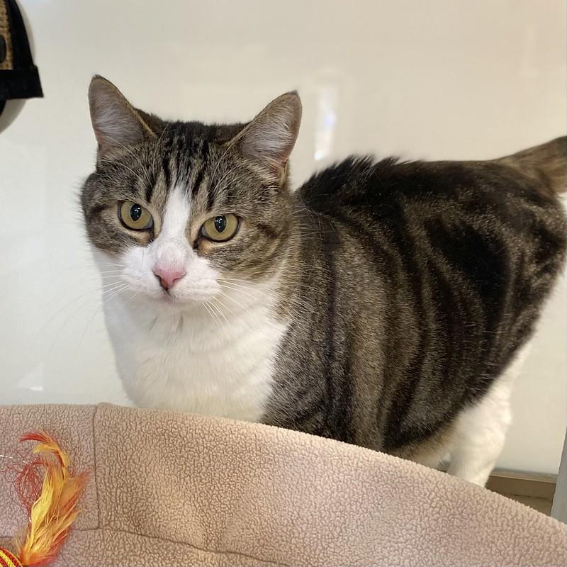 Enlarge Sequoia, a ADOPTABLE Domestic Short Hair in Truckee, CA image 1/4