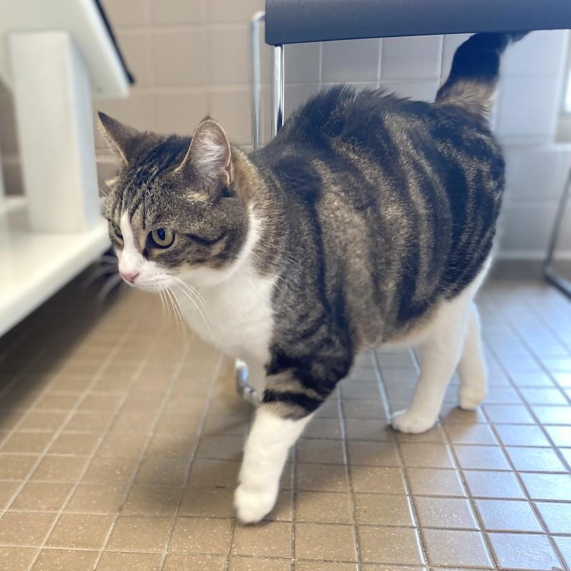 Enlarge Sequoia, a ADOPTABLE Domestic Short Hair in Truckee, CA image 3/4